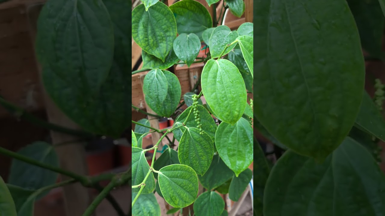 Homegrown Black Pepper Corns (Piper nigrum)