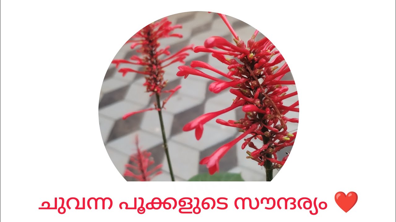 Fire spike plant care malayalam /ഈ പൂച്ചെടി വളർത്താം ഇങ്ങനെ..