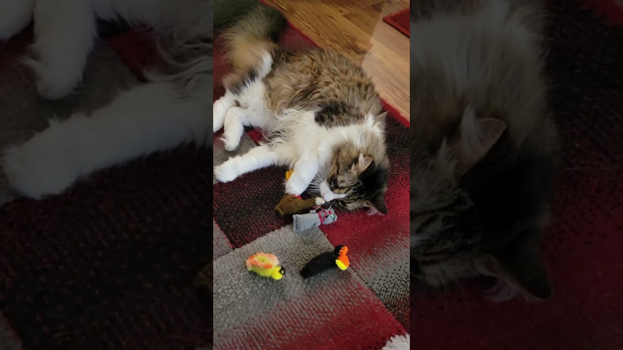 these catnip toys are my cats' favorite 