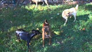 Dog Obedience Group, Wallkill, NY  845-430-1764