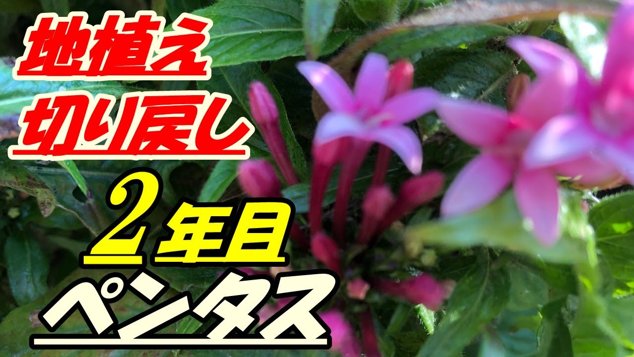 花 2年目のペンタス 地植え の育て方 切り戻し Youtube