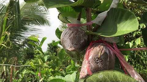 giống ổi Ruby ruột đỏ không hạt 0985547730