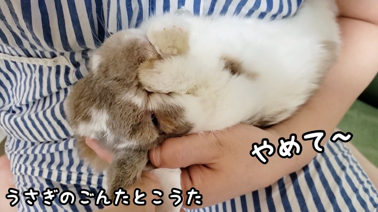 ショック うさぎのごんたの耳の内側に衝撃的なことが起きていました 527 Youtube ショック うさぎのごんたの耳の内側に衝撃的なことが起きていました 527 Youtube