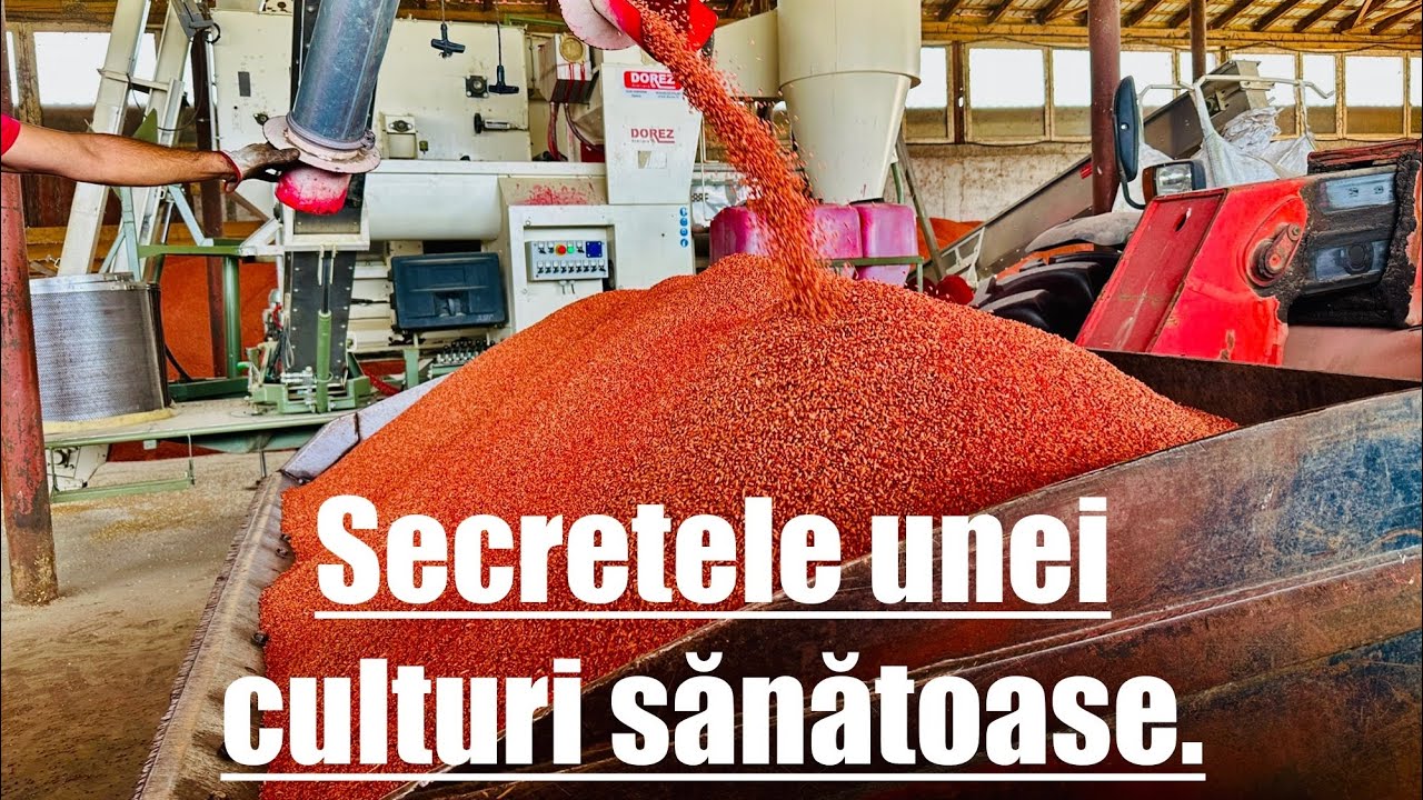 AgroVlog: Cum tratez grâul pentru semănat cu fungicid Redigo (Bayer) 🌾