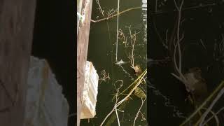 Fishing catching #fishing #shorts