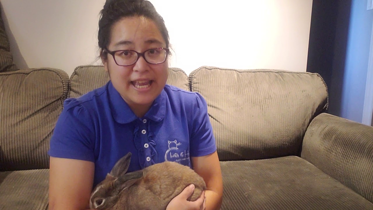 Pet rabbits are big and destructive YouTube