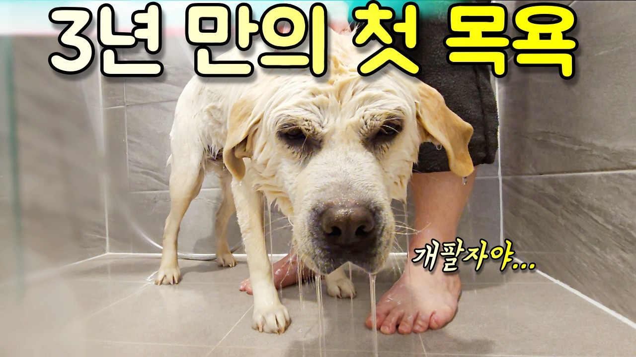3년 방치된 30kg 리트리버 첫 목욕