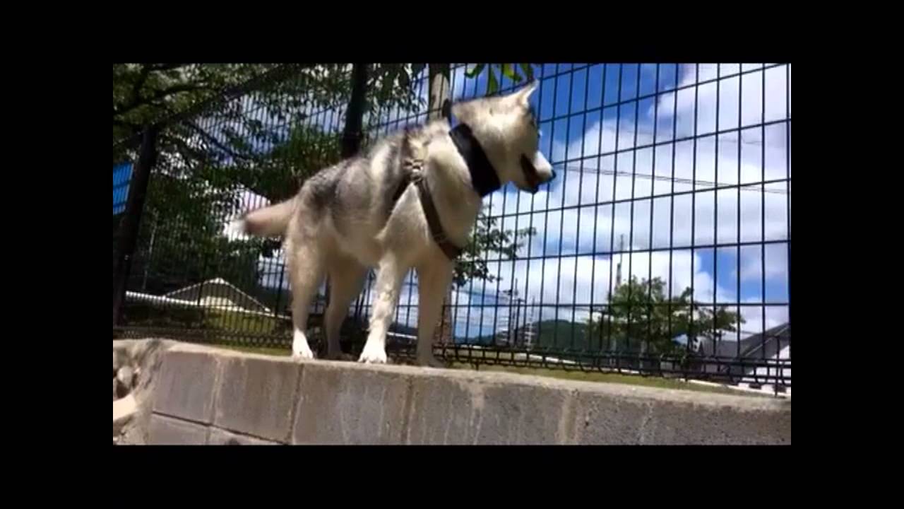 Siberian Husky dog shaking off the water [slow motion] ハスキー犬銀のブルブル