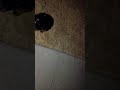 chiweenie (Pluto) VS rottweiler (bane)