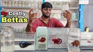 My New betta fish collection from Thailand | Tamil screenshot 4