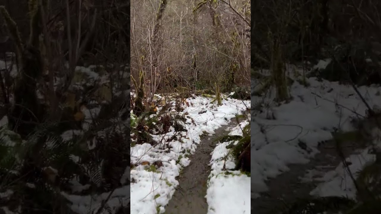 ASMR Enchanted forest walk to the river, Olympic Peninsula, Washington