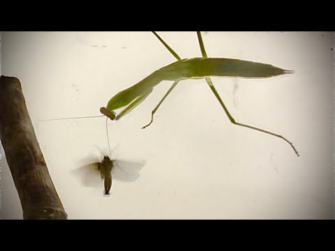 4K-HD Praying Mantis Eats Moth
