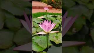 Mvj Medical & Nursing College Short Video