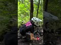 Gnarter race day 🏁 road rash 2025 #cincinnati #mtb #downhill #gloommtbclub #enduro #mountainbike