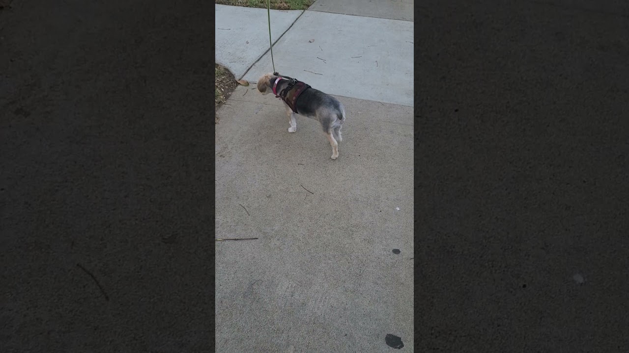 10/15/20 1 mo. after 1st VetStem Cell Therapy treatment for Penny's Legg Calve Perthes in left hip.