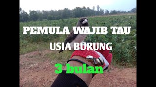Download Lagu KARAKTER KEKEB USIA 3 BULAN/burung free fly MP3