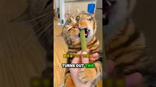 This Cat is a Food Addict!