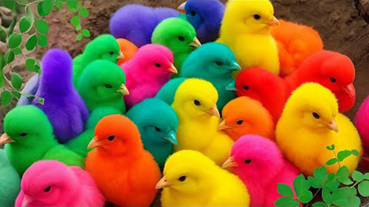 تلاوة خاشعة لسور الكهف، يس، الرحمن، الواقعة، والملك الشيخ ماهر المعيقلي لتيسير الامور وراحة البال