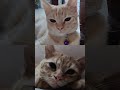 Https Vt Tiktok Com ZSheGFEYt Cat Cats Catshorts Catlovers Catvideos Catvideo Https Vt Tiktok Com ZSheGFEYt Cat Cats Catshorts Catlovers Catvideos Catvideo