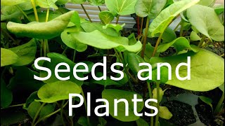 Stop Before You Buy Another Pack of Seeds