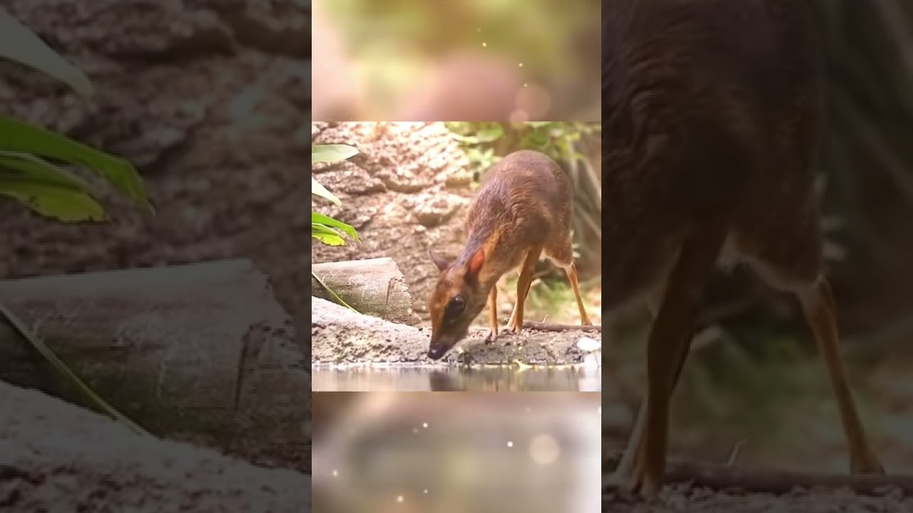 Smallest cloven-hoofed animal on earth | 