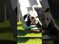 Panda Is The DUMBEST Creature Panda Is The DUMBEST Creature
