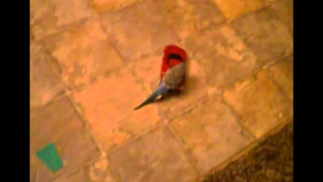 Remote Control Parakeet Parakeet riding a remote control car! - YouTube