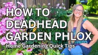 Deadheading Garden Phlox for 🌸 BLOOMS all season long! 🌸 Home gardening quick tips 💚