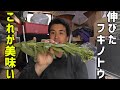 フキノトウは伸びても美味しい【山菜】