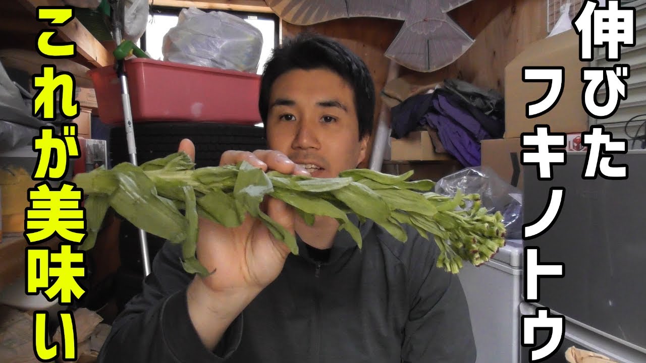 フキノトウは伸びたやつが美味しい【山菜】