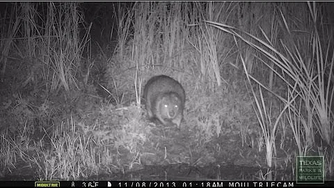 How to Recognize Beaver Activity - Tips from a Wil...