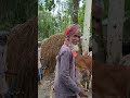ভাই দেখেন দেখেন গরু গুলো সকাল বেলা নিয়ে যদি খালি বিকেলবেলা ভাড়া পেটে বাসায় নিয়ে আসবে #kmckomban