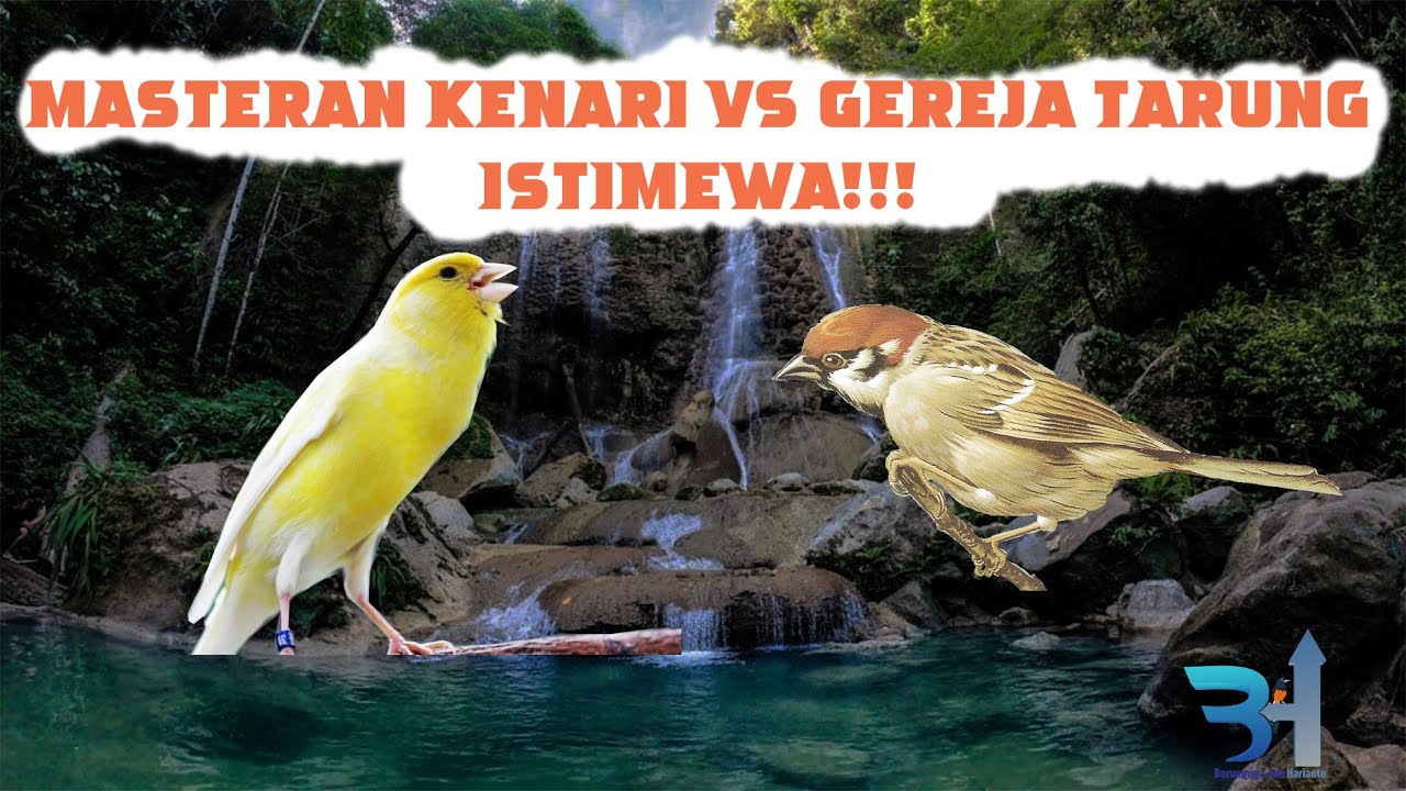 Masteran Kenari Gacor vs Gereja Tarung, jernih ‼️Cocok buat Murai dan C Ijo Anda