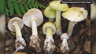 California officials see rise of mushroom-poisoning cases