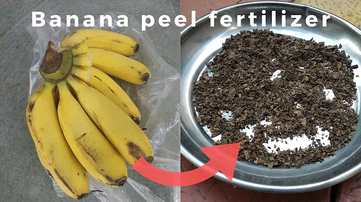 How to make banana peel fertilizer easy and fast || DIY || #homegardening