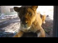 【1周年記念】ライオンに大接近。 Very cloes to a Lion. 1st Anniversary