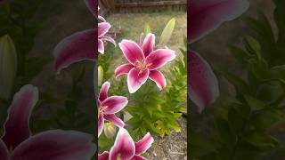 Week 10 of Garden Update #shorts #vlog #gardening #garden #flowers