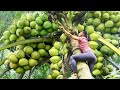 Full 30 days go to market sell  harvesting coconut fruit harvest banana  watermelon
