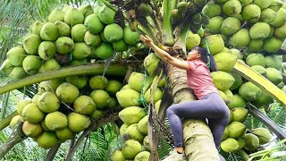 Full Video 30 Days Go To Market Sell - Harvesting Coconut Fruit Harvest Banana Watermelon