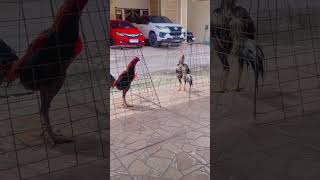 Penghoby Ayam pecintaayam ayamjago quotes Laga