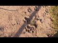 Прогулка по вольеру. Walk through the enclosure