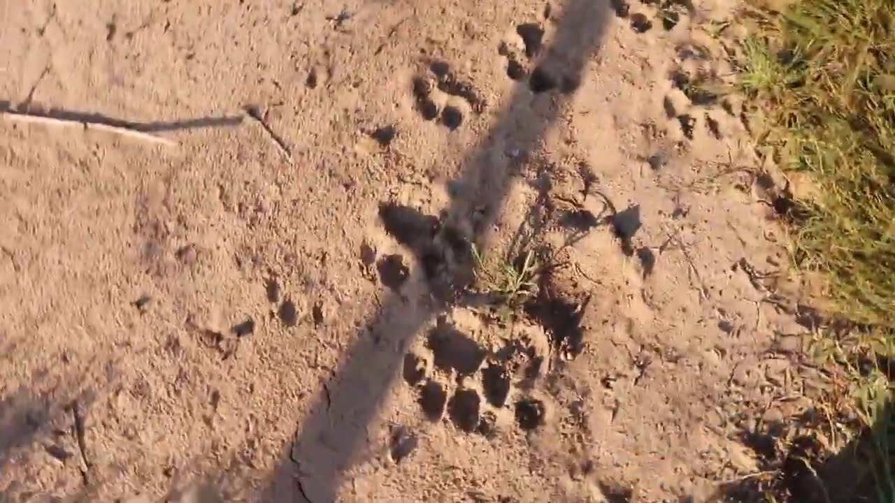 Прогулка по вольеру. Walk through the enclosure