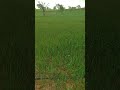 organic wheat crops
