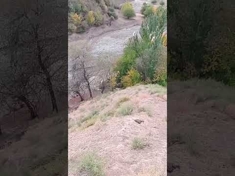 Осиёби Сафари Босс