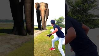 Elephant Attack Me P52