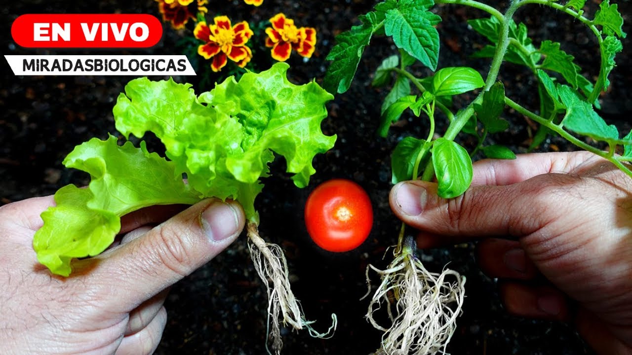 🔴BIO - Consejos para tu HUERTA - Primavera Verano 2024