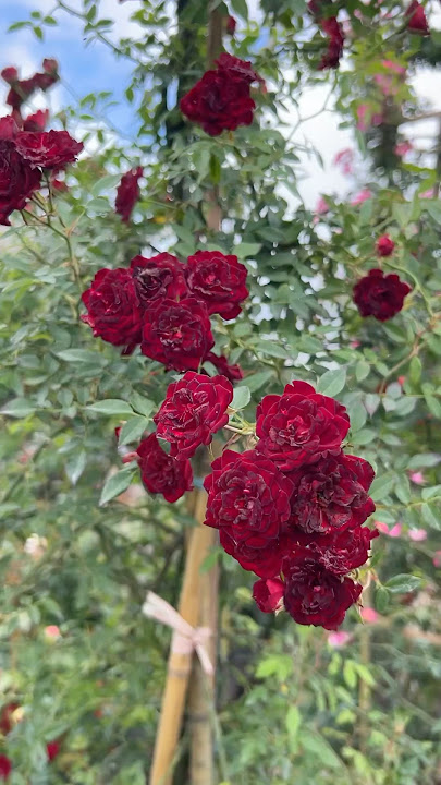 Pesona Bunga Mawar Merah | Red Cascade 🌹🌹