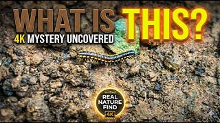 The Secret World of Insects | Caterpillars Up Close in 4K