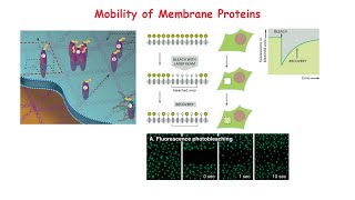 Mobility of Membrane Lipids: Lateral diffusion, FRAP, Fusion & Single Particle Tracking Experiment