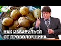 Как избавиться от проволочника. Борьба с вредителями картофеля.